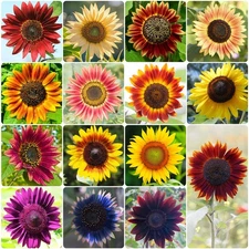 Groundio Sunflower Seeds for Planting, 15+ Varieties, 1 Oz, 300+ Mixed Seeds to