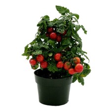 40 graines de tomate VILMA CHERRY - culture type Bio