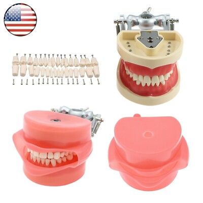 Dental Typodont Model With 32Pcs Removable Teeth Kilgore NISSIN 200 Type M8012