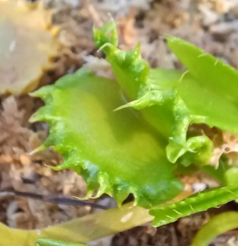 Venus Flytrap CHINESE DUMPLING Rare Carnivorous Plant eBay