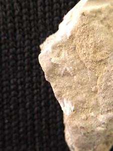 Aspiduriella similis - Triassic Brittlestar from Poland