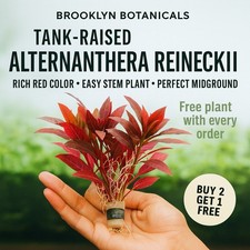 BUY 2 GET 1 FREE Alternanthera Reineckii Easy Aquarium Red Plant FREE SHIPPING  