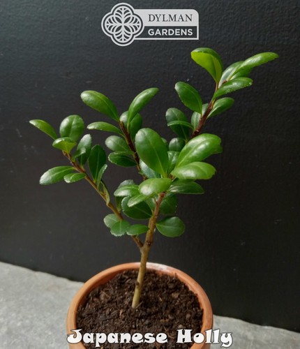 Japanese Holly - Ilex crenata 8 to 10 inches - Box-leaved Holly - Hedgerow Plant - Picture 5 of 12