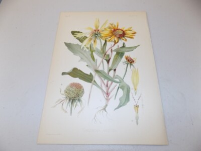 1900 Antique Floral Print  / AWNED BLANKET-FLOWER, or, GAILLARDIA ARISTATA