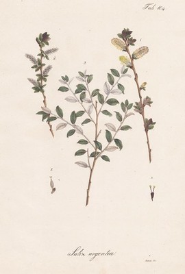 Willow willow sallow tree tree botany botany plant lithograph 1826