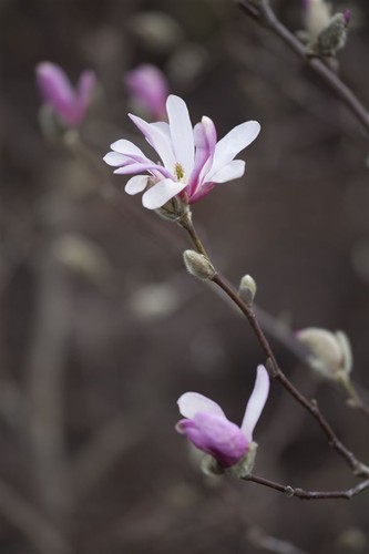 Magnolia soulangiana, Tulpen-Magnolie, rosa-weiß, 60–80 cm - Bild 2 von 14