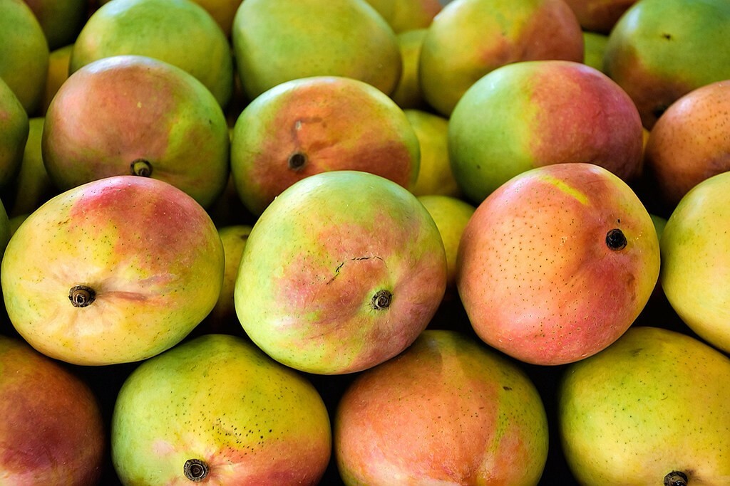 Mango Leaves FLORIDA100% Freshly Picked (100+) NO PESTICIDES! Vacuum Sealed!