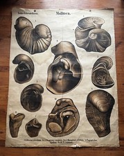 Large vintage school chart fossils palaeontology by Karl Alfred Von Zittel 1879