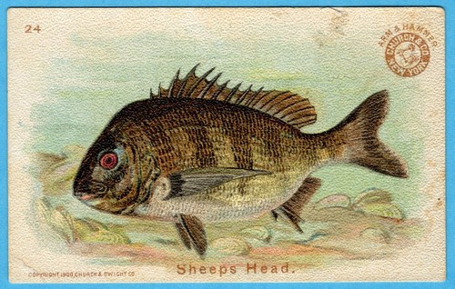 Carta Serie Pesce Braccio Testa di Pecora e Martello Chiesa & Co #24 1900