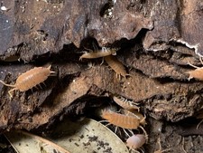20ct Powder Orange Isopods Live Reptile Clean Up Crew