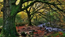 Landscape nature trees forest water ireland national Custom Gaming Mat Desk