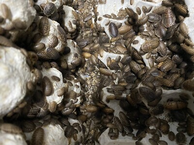 Dubia Roaches Live Feeders S/M/L/XL 100/200/300/400/500+20% Overcount+Free Ship