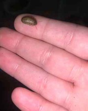 Small Dubia Roaches LIVE ARRIVAL GUARANTEED FREE SHIPPING