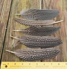 5 Guinea Wing Feathers for Fly Tying Crafts Jewelry , No Matching Lefts & Rights