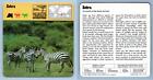 Zebra - Mammals - 1970's Rencontre Safari Wildlife Card