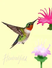 Hundredfold Seed Blend for Hummingbird, Butterfly & Honeybee, 3 Native Varieties