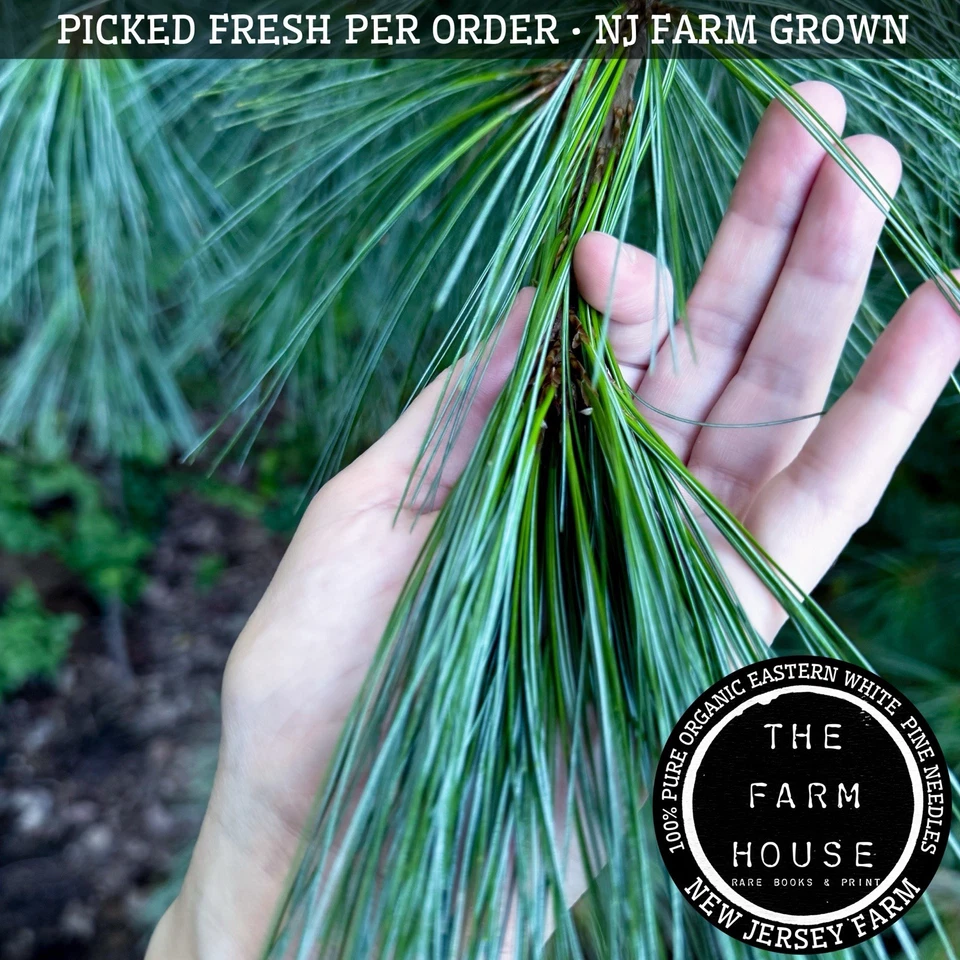 1 POUND EASTERN WHITE PINE NEEDLES - PICKED FRESH PER ORDER - ORGANIC - NJ FARM - Image 2 of 3