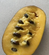 PAW PAW SEEDS 2025 Chambers Fine Fruits