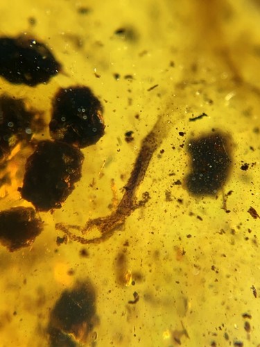 Lizard leg Burmite Natural Myanmar Insect Amber Fossil - Picture 3 of 5