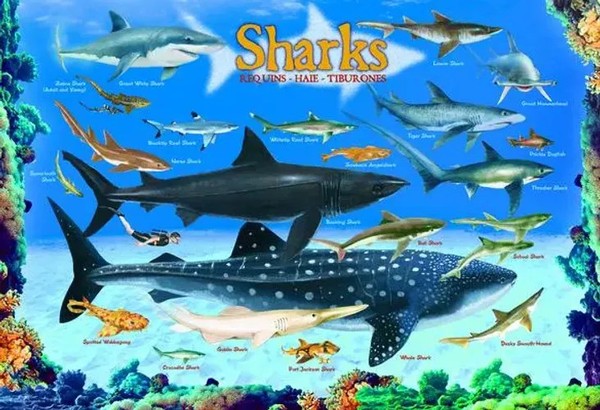 Sharks 100 Pieces Eurographics Kids 5+ | Spiel | Englisch (2022) | Eurographics-image