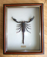 Magnifique cadre  ancien 3D scorpion d'Afrique pandinus imperator qualité museum