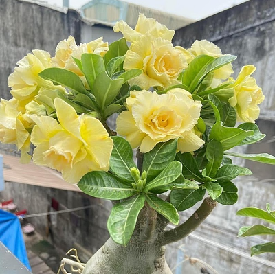 Set 2 Double-Yellow Desert Rose Starter Plants - Ship No Pot - Adenium  Obesum | eBay