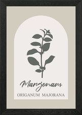 Marjoram Herb Illustration Framed Wall Art Poster Canvas Print Picture