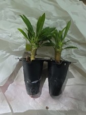 2 Pachypodium Lamerei Madagascar Palm Young seedling 3 to 4" Tall