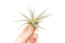 Tenuifolia Bronze Air Plants - Live Tillandsia - Indoor/Outdoor House Decor