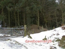 PHOTO  NEWCASTLE OFFA'S DYKE AT SPRINGHILL FARM THE DYKE IS HIDDEN IN A WOOD AT