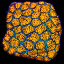CORALS OF EDEN ~ Pompeii Leptastrea Coral Frag - Live Coral for Sale ~LPS ~SPS