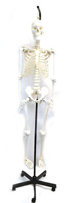 Human Skeleton Anatomical Model with Hanging Stand - Eisco Labs