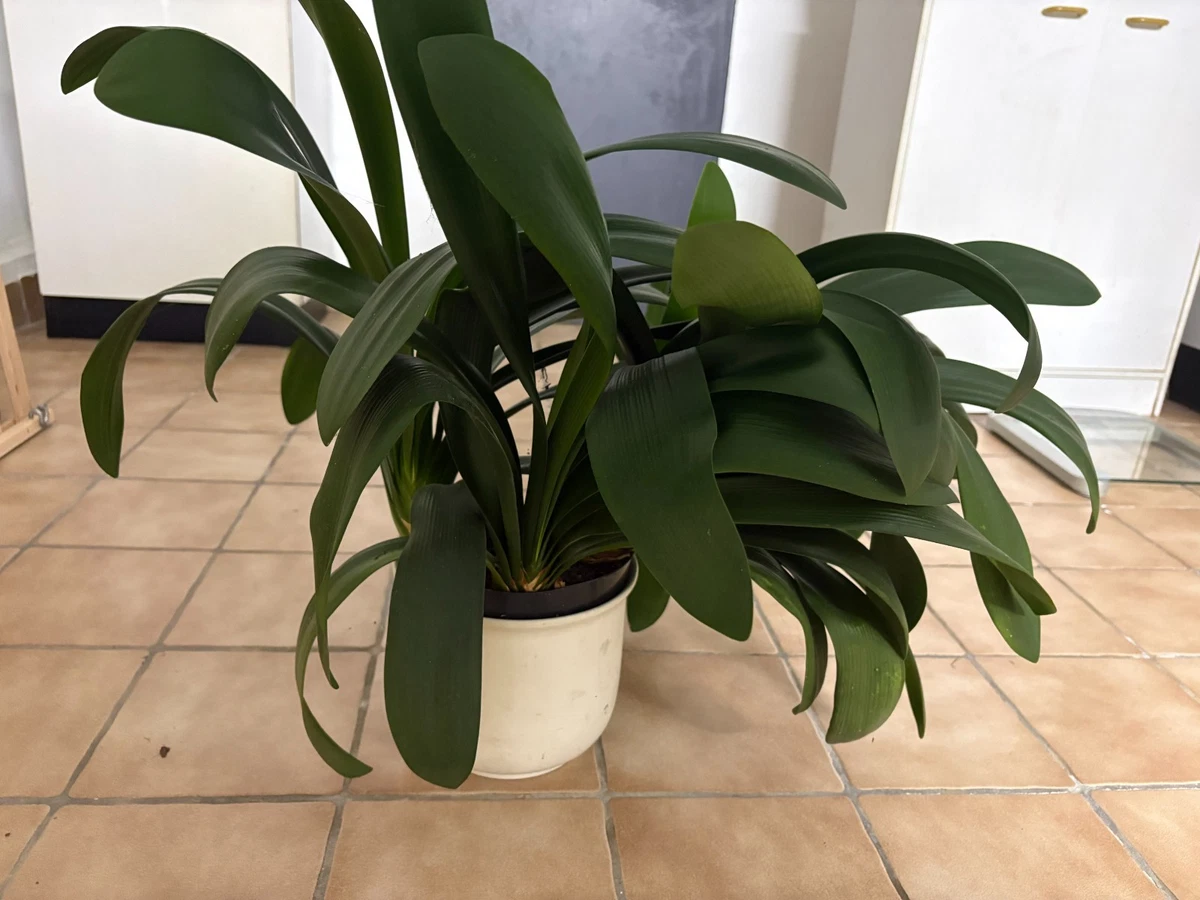 Clivia-Zimmerpflanzen online kaufen | eBay.de