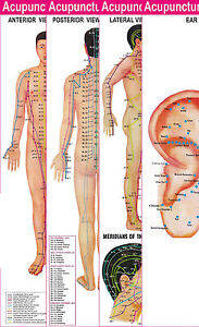 Acupressure Meridian Points Chart Free