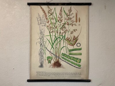Vintage botanische Wandkarte FALSCHES HAFERGRAS 1947 Schulkarte Blumen