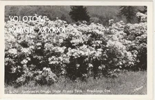 Sawyers RPPC-Azaleas-Oregon State Azalea Park-Brookings-Oregon-Or
