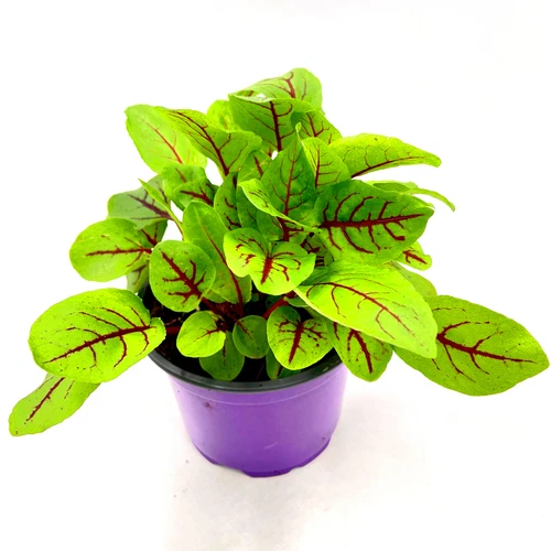 Sauerampfer  Rumex sanguineus  Kräuterpflanzen