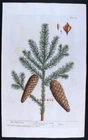 1735,RARE TRUE BLACKWELL'S HERBARIUM HandPainted FOLIO THE PITCH TREE XFF