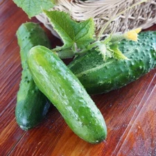 15 Marketmore Cucumber Seeds 76 Heirloom Non GMO