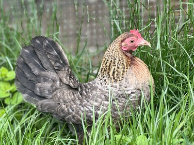 Crele Old English Bantam Eggs 12+