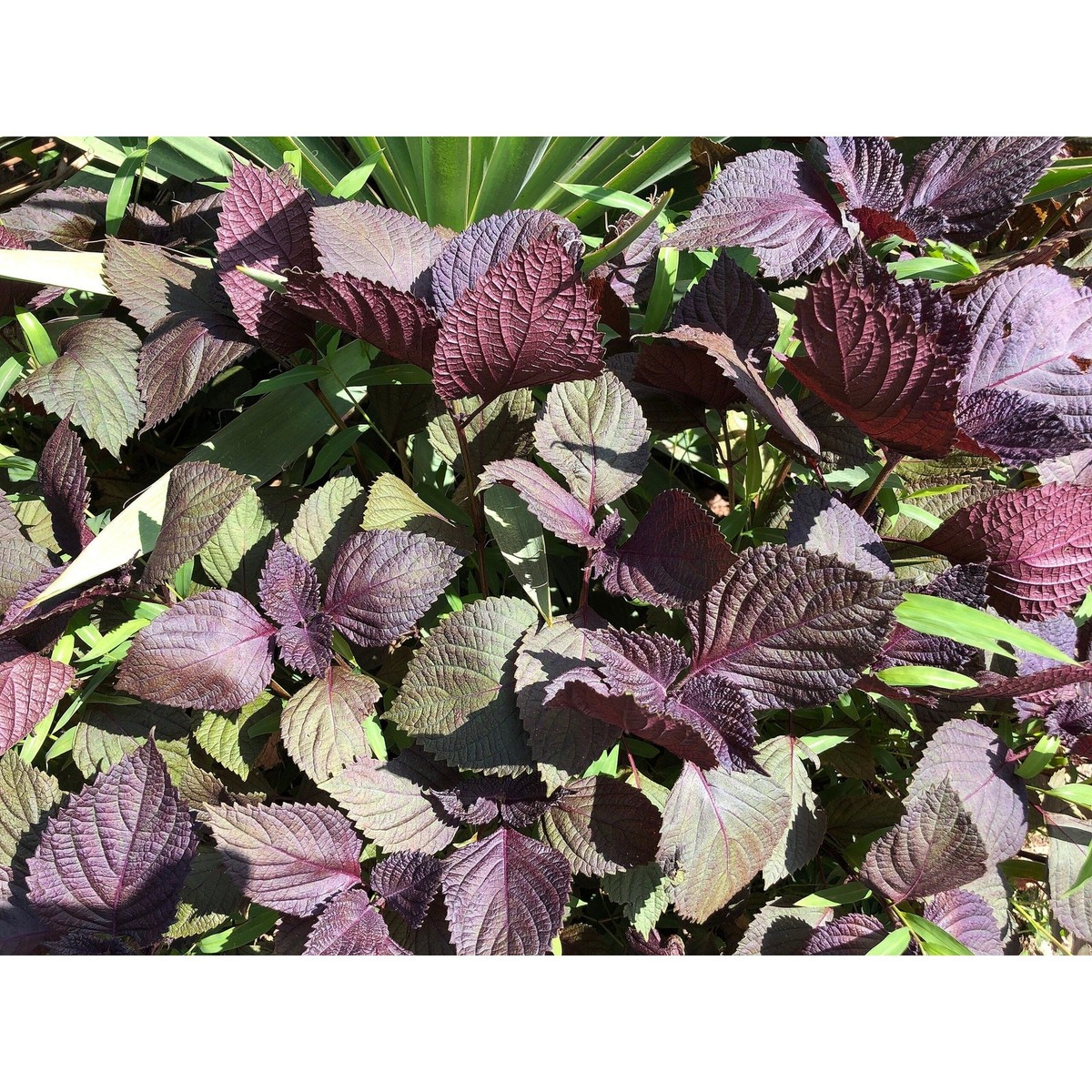purple shiso plant Shiso Purple Frills – Floret Library
