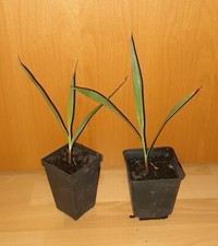 2 x pianta ibrida FILIBUSTA, Filifera/Robusta, Washingtonia, resistente all'inverno -15°C