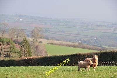 Photo 6x4 Mid Devon : Grassy Field & Sheep Chevithorne Two sheep in a fie c2012