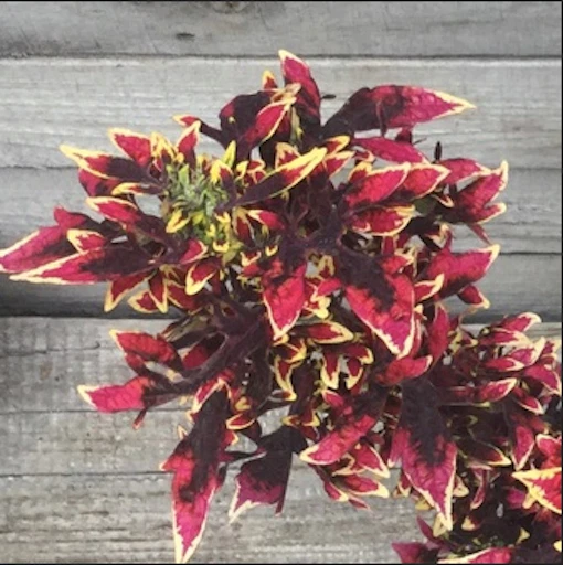 🌿 Coleus ‘Noahleus’ 🌿 Rare Collector Cultivar — Rooted & Established in 4.5” P
Opens in a new wind