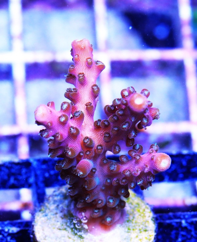 Crown Royal Acropora Frag Zoanthids Zoa Paly SPS LPS Corals, WYSIWYG