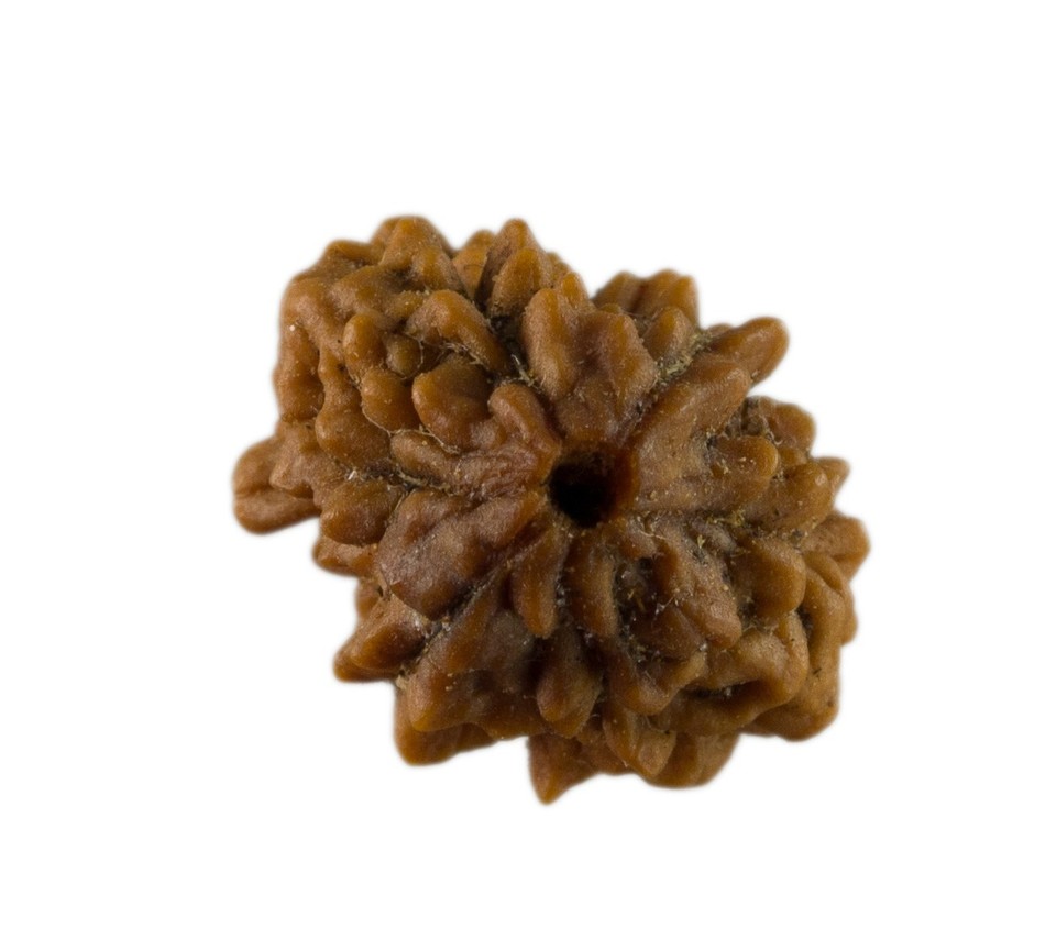 Semi Da Rudraksha 2 Faces 28 MM 2.6 G Nepal Top Qualità AAA+ 26080 eBay