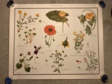 D.Fitchew Vintage Botanical Prints Nature Flowers Wild Animals VGC 43x53cm