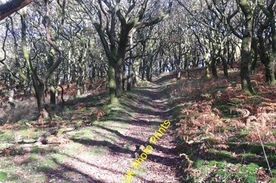 Photo A2 Sessile oak woodland Llwyn-du/SO2816 Near Deri c2021