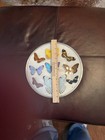 Vintage Collection of Mounted Butterflies In Framed Glass. — photo 4