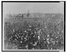 8" X 10" 1922  Cotton field with building in background